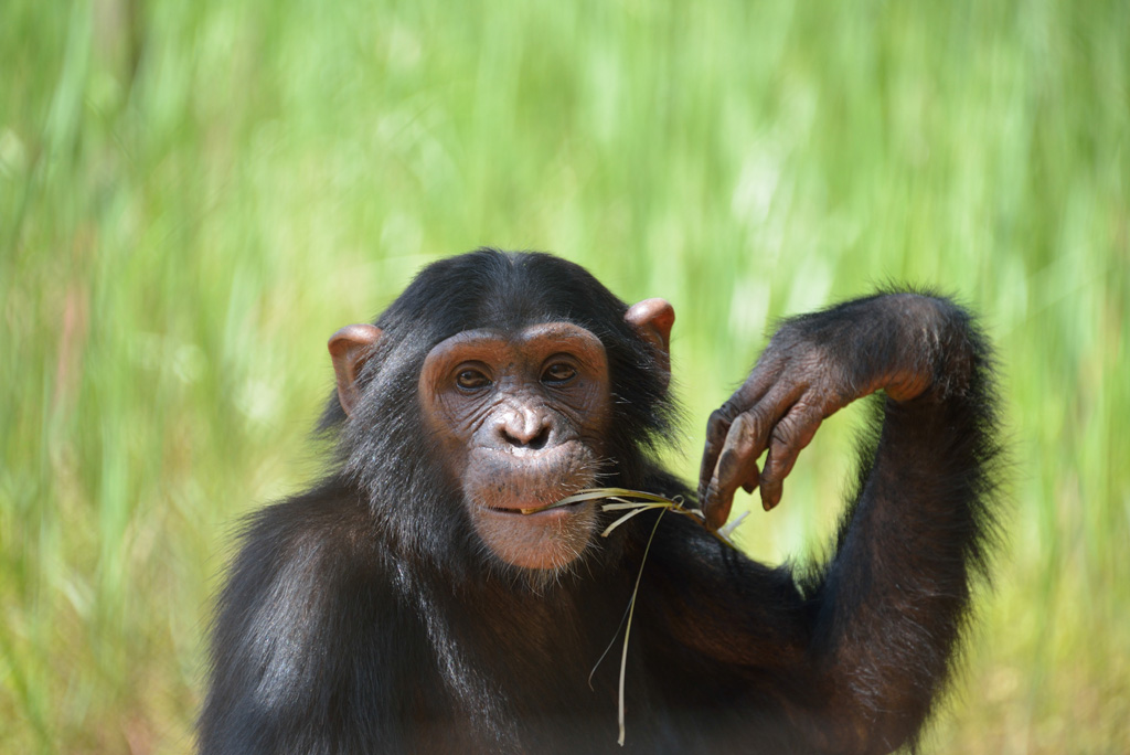 Virunga National Park'
