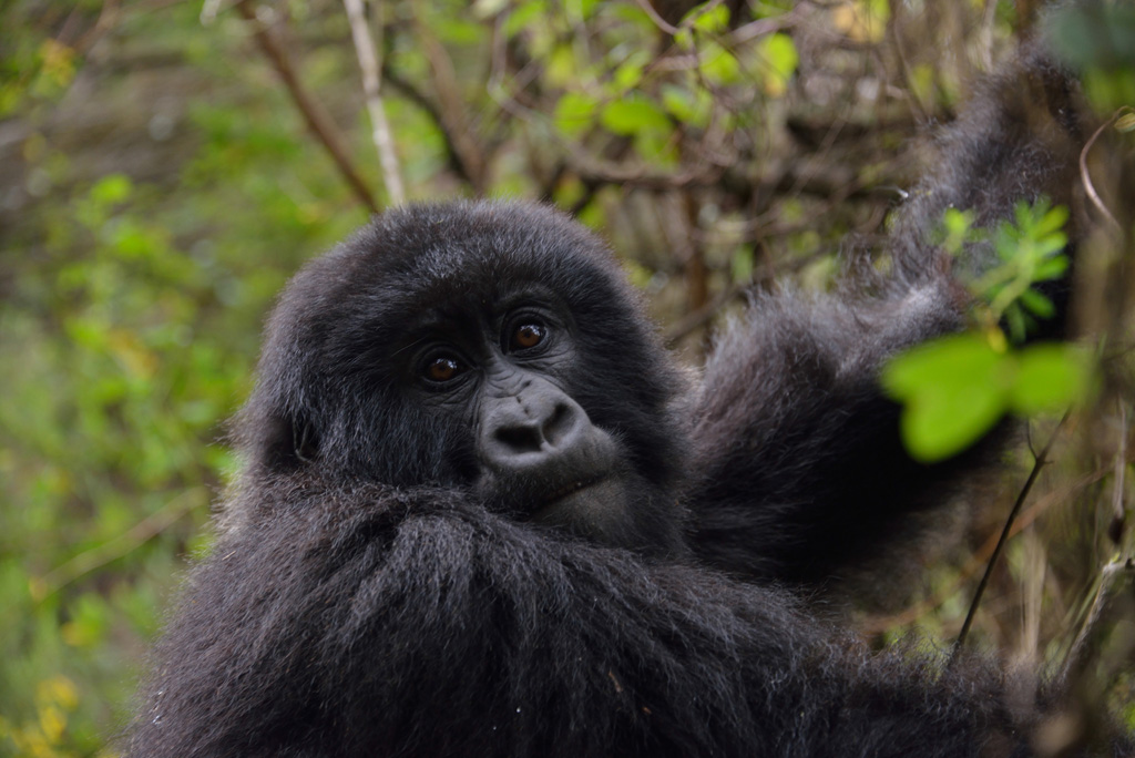 Virunga National Park'