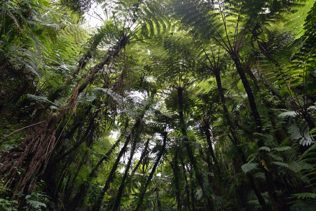 Virunga National Park'