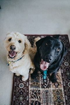 Dog Salon'