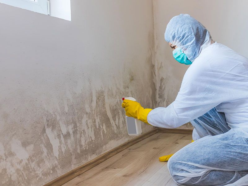 Company Logo For Professional Mold Remediation Company Wilto'