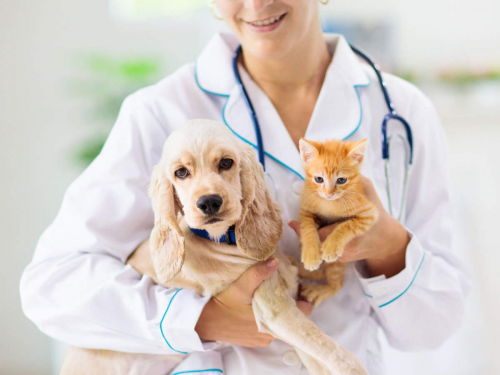 Pet Health Insurance Market'