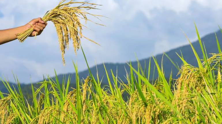 Agriculture Insurance and Reinsurance Market
