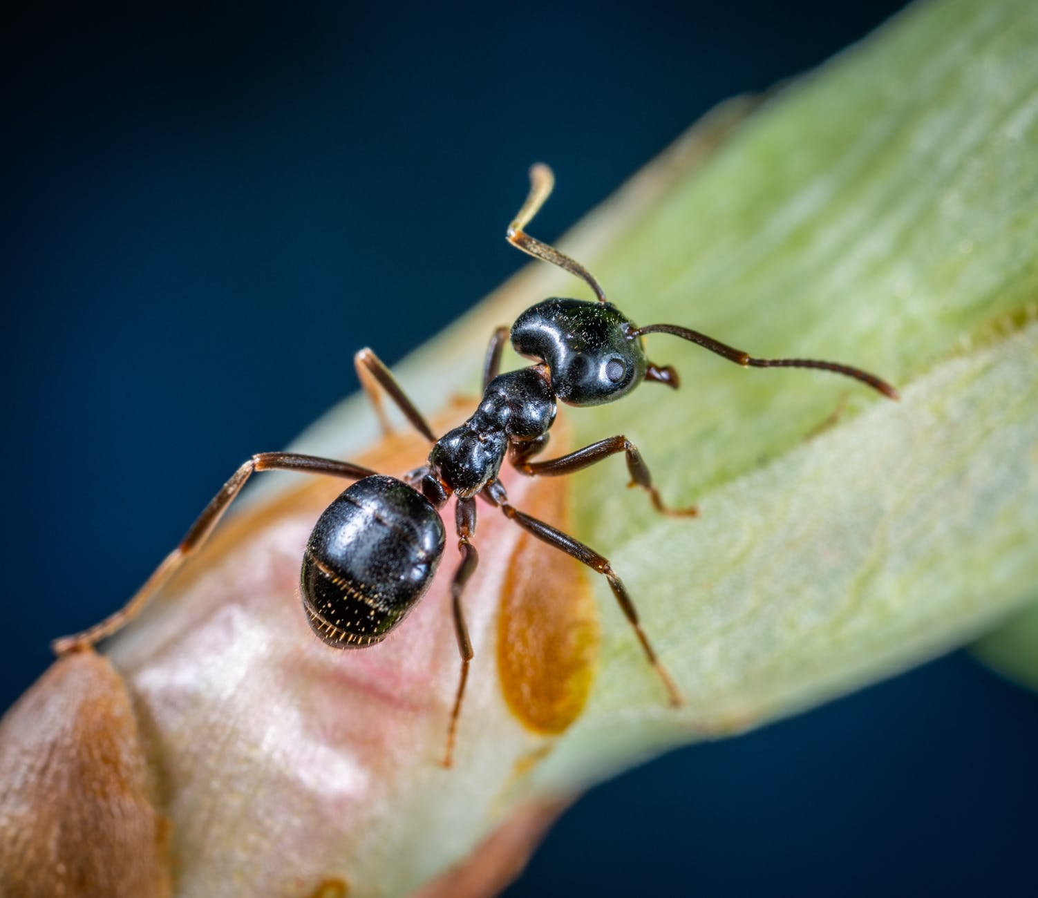 Ant Exterminator Seattle'