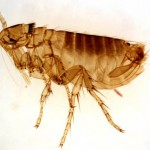 how to get rid of fleas'