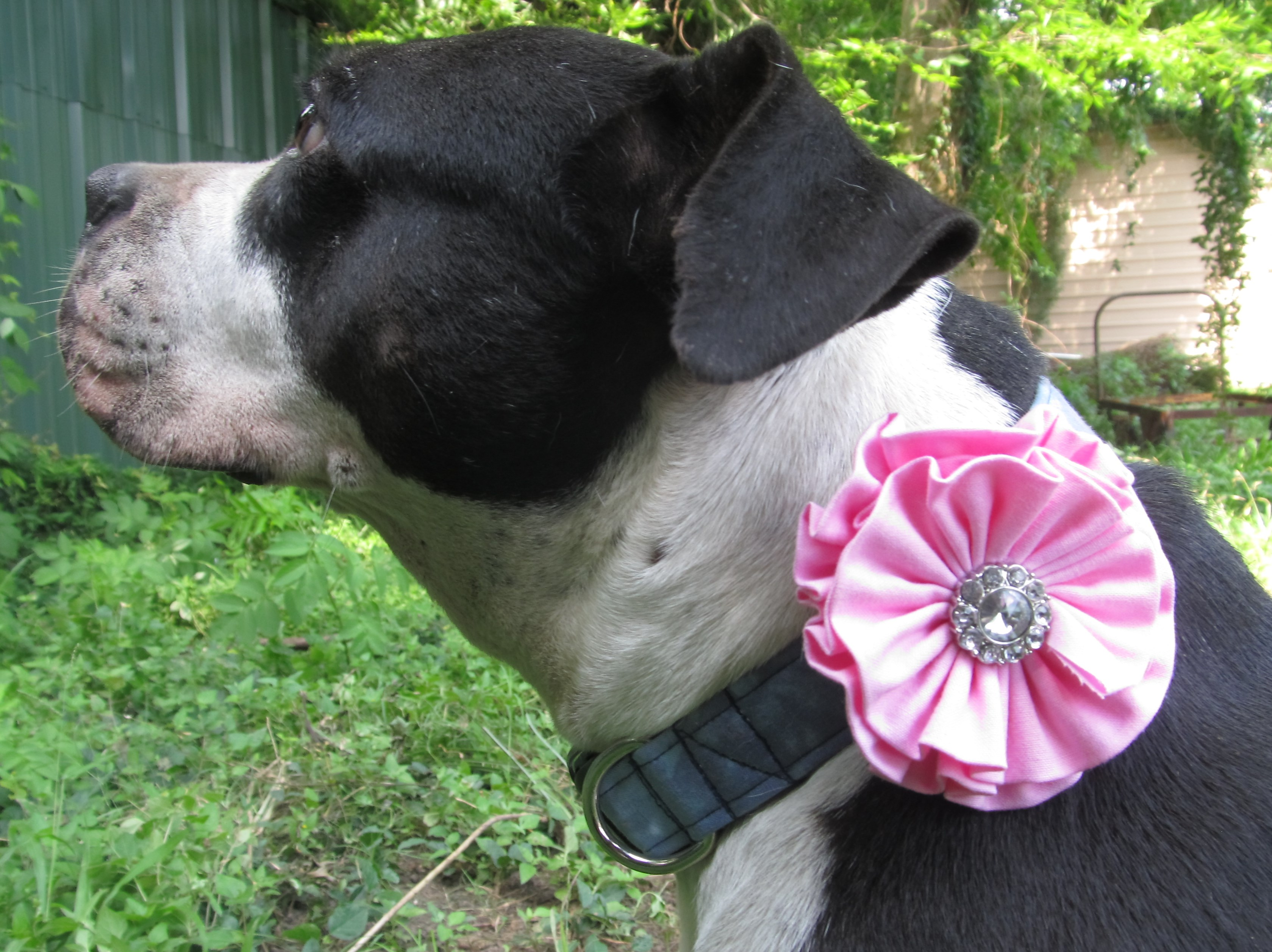 Penny Pants Wearing an Arcadius Collar'