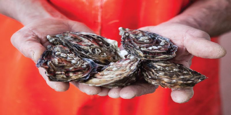 Company Logo For Wild Atlantic Oyster'