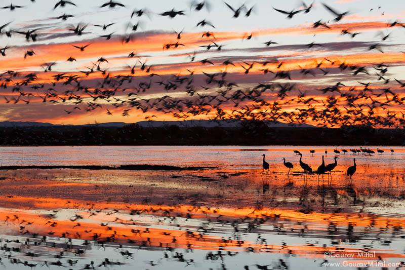 Sense of Place - by Gaurav Mittal Bird Phtography'
