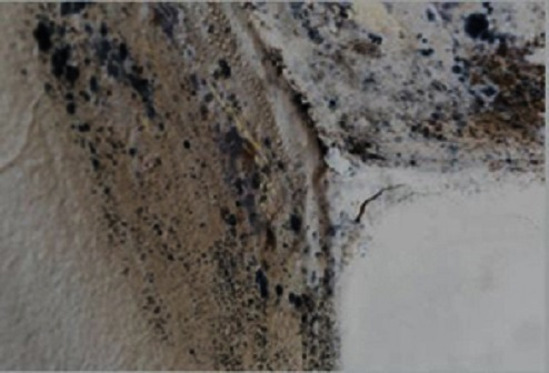 Company Logo For A-Pure Mold Removal Oceanside CA'