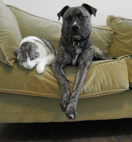 pet