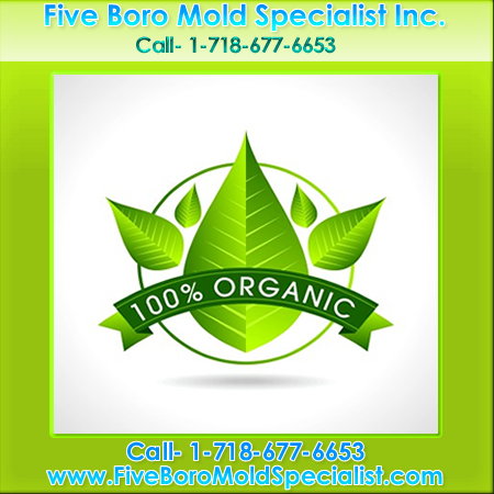 NYC mold removal company- new'