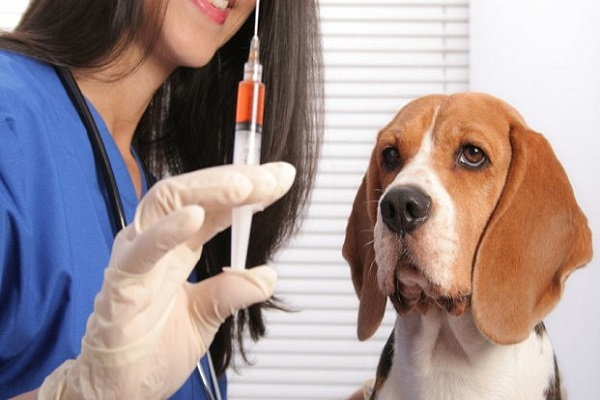 Veterinary Vaccines Market'