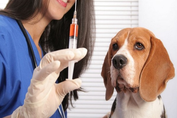 Veterinary Vaccines Market