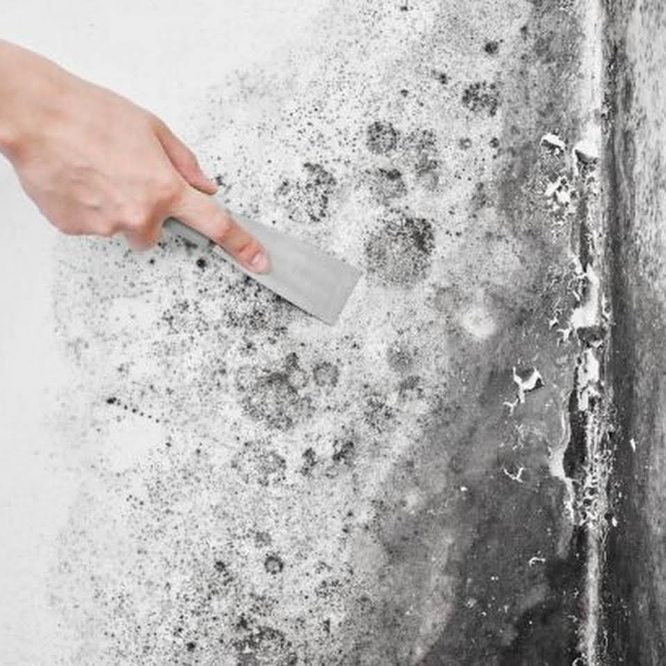 Company Logo For Modesto Mold Removal &amp;amp; Remediation '