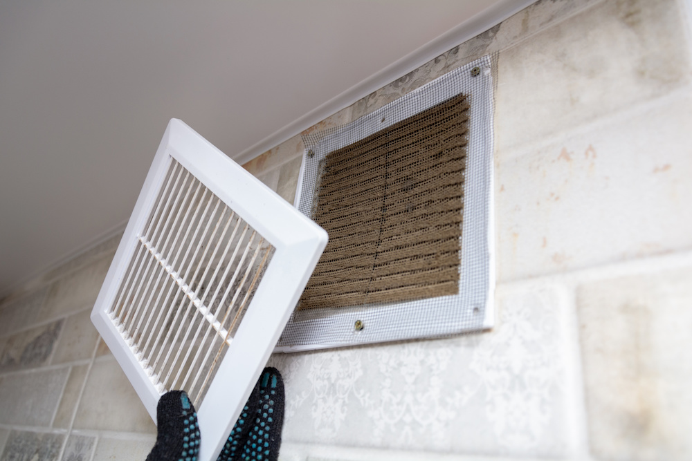 Mold Removal Austin'