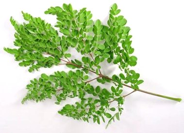 Moringa Leaf Powder