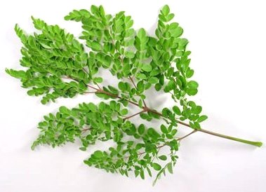 Moringa Leaf Powder'