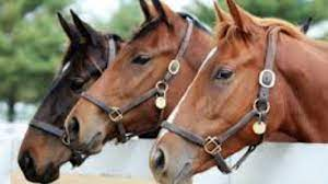 Equine Insurance Market'