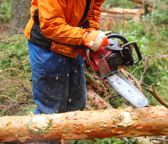 tree cutting'