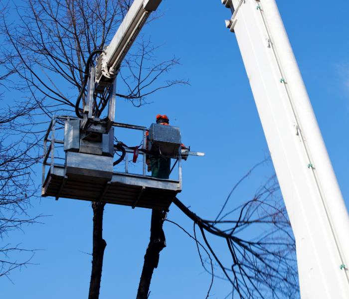 tree removal'