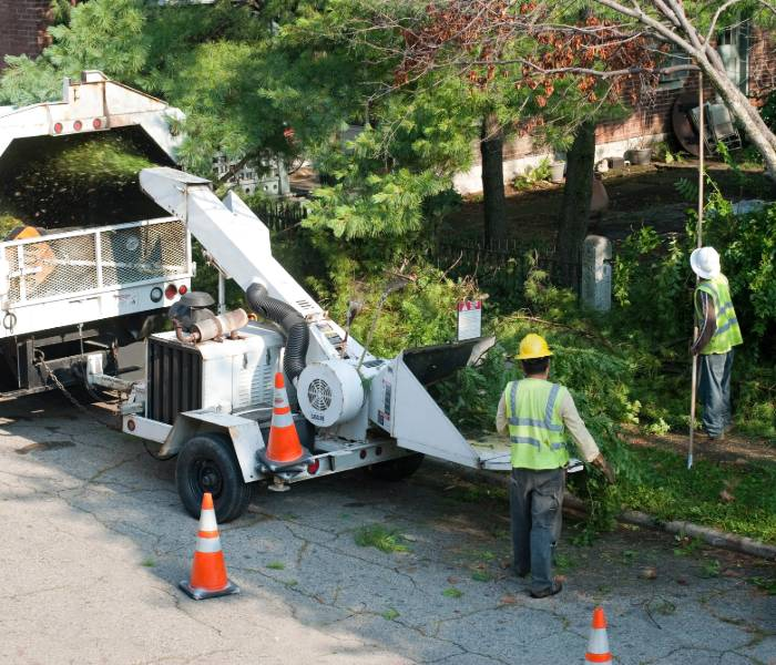 tree removal