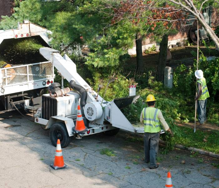 tree removal'