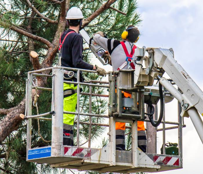emergency tree removal