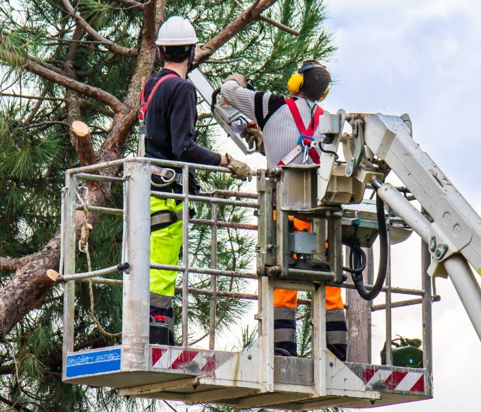 emergency tree removal'