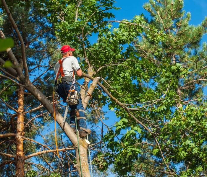 tree trimming services