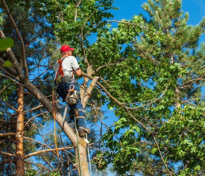 tree trimming services'