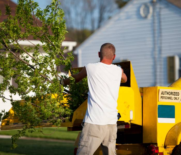 tree removal and cutting