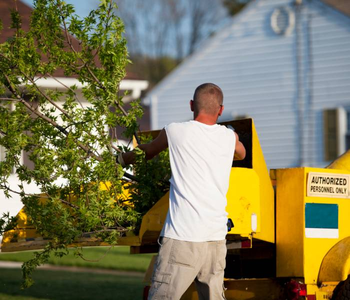 tree removal and cutting'