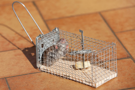 Pest control service'