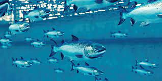 Salmon Farming Market'