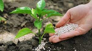Starter Fertilizer