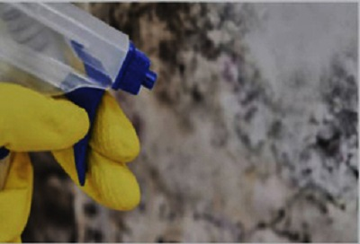 Company Logo For ALL US Mold Removal & Remediation N'