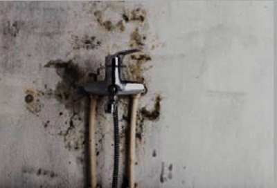 Company Logo For ALL US Mold Removal &amp; Remediation N'