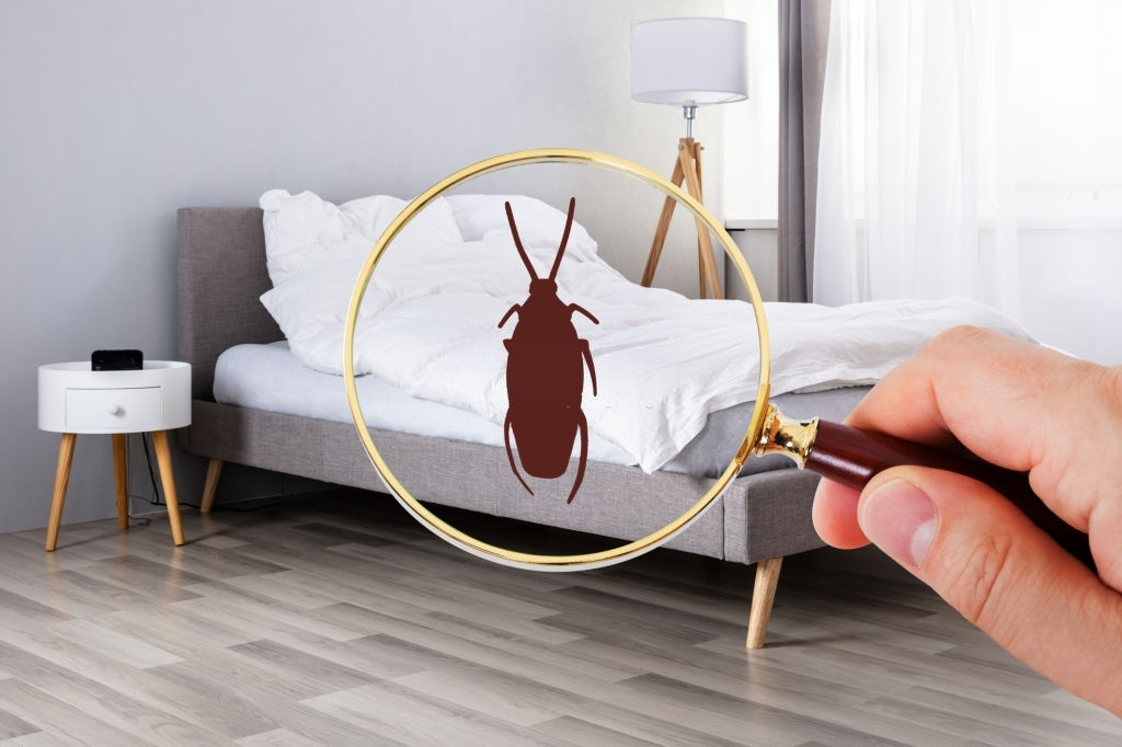 Company Logo For Hive Bed Bug Exterminator Denver CO - Bed B'