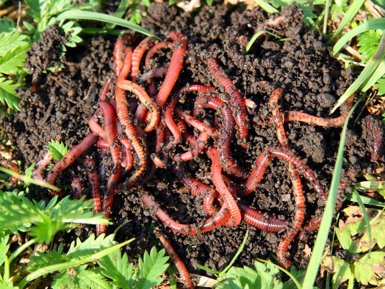 Worm Compost'