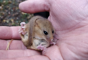 Company Logo For Greenlight Environmental Consultancy Ltd'