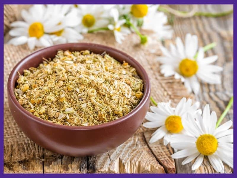 Chamomile Seeds