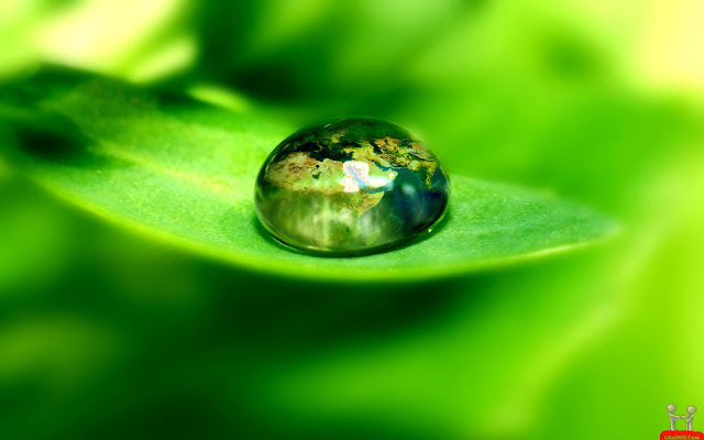 Green-Leaf-Natural'