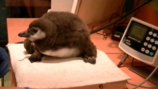 Ripley&rsquo;s Aquarium of the Smokies