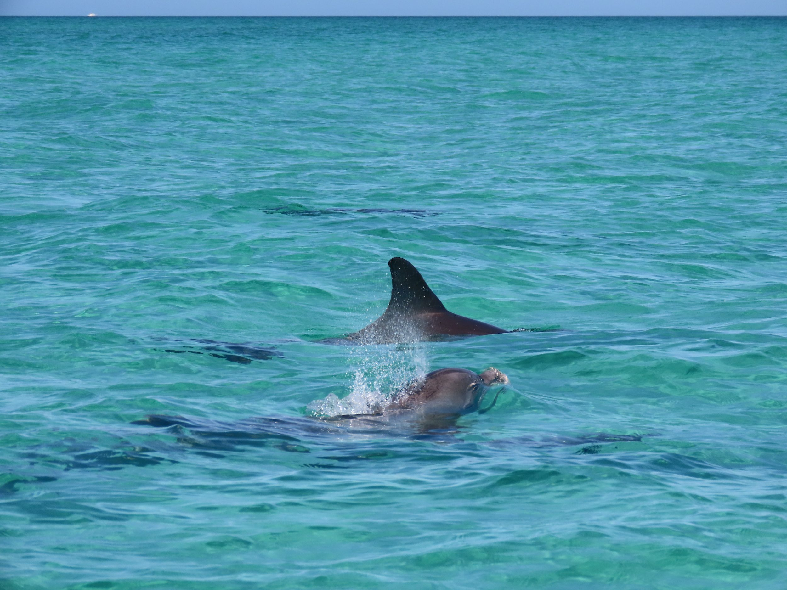 Sarasota Dolphin Tours'