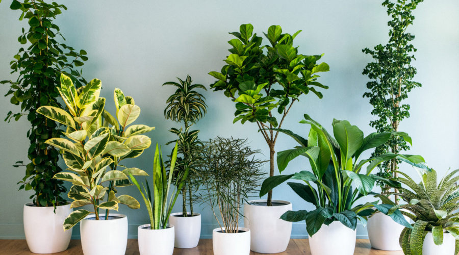 Indoor Foliage Plants
