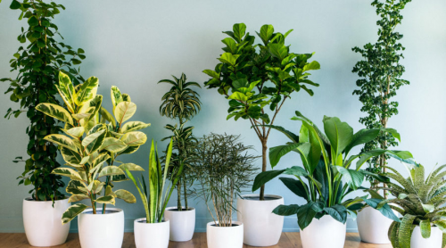 Indoor Foliage Plants'