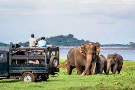 Safari Tourism Market