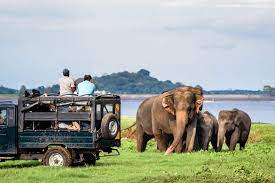 Safari Tourism Market'