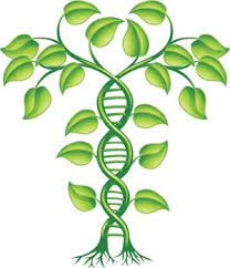 Plant Biotechnology