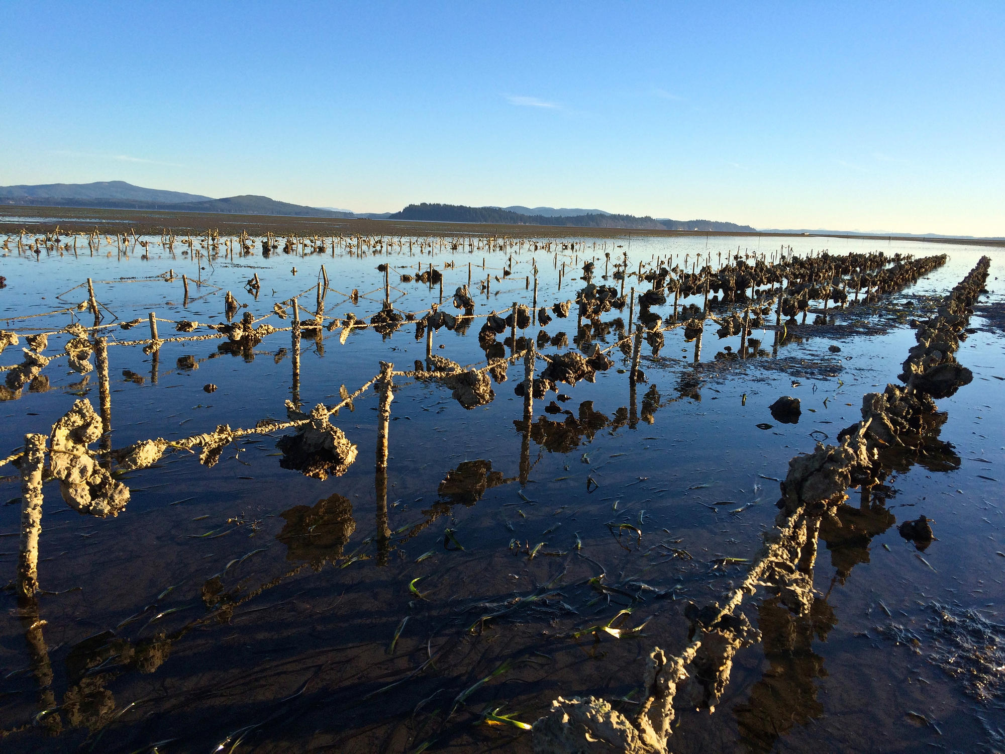 Oyster Farming